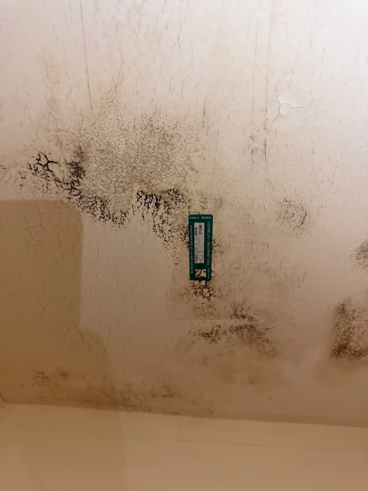 How to Identify Early Signs of Mold in Your Home