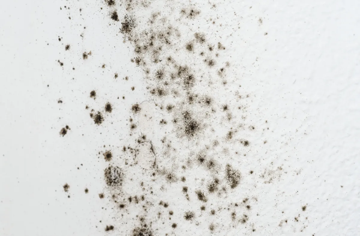 Is Black Mold Actually Dangerous? What the Science Says