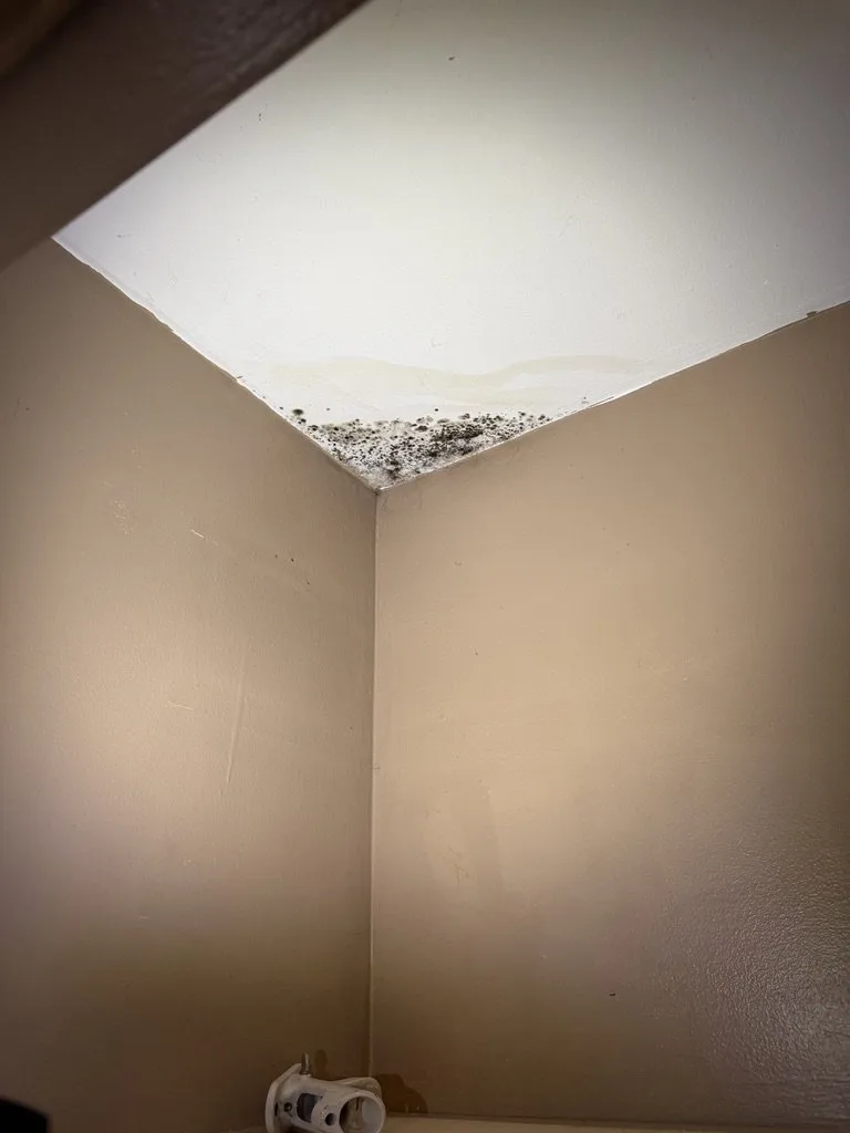 Black mold growth along the wall-to-ceiling corner of a closet with visible water staining on the ceiling drywall