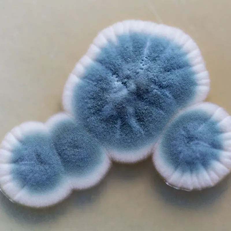 Mold Testing in Southeast Michigan: What Homeowners Need to Know